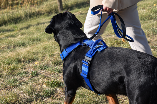 Harnais pour chien  : 7 critères à vérifier avant de choisir