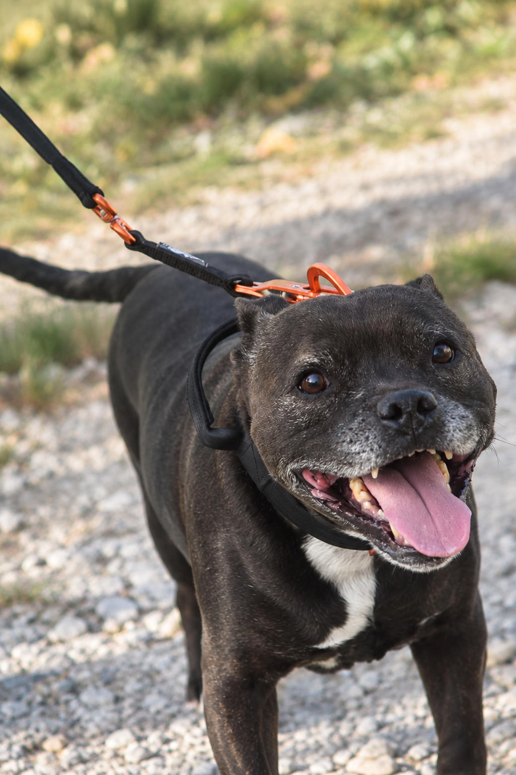 Harnais ou collier pour un chien qui tire : que choisir ?